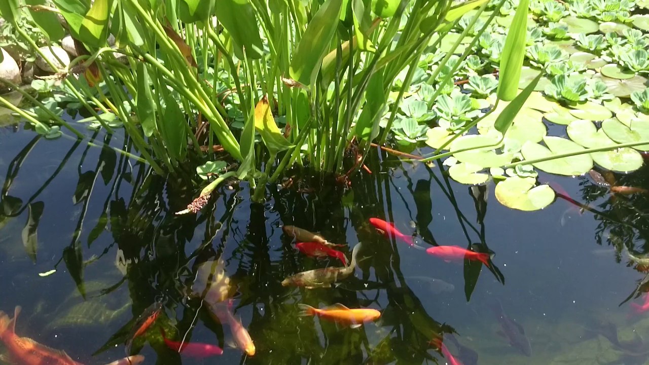 le Bassin de Basson
