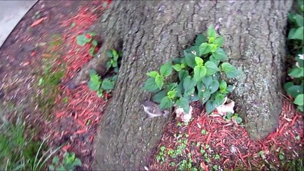 Raising a Baby Bird: The Story of Little Birdy