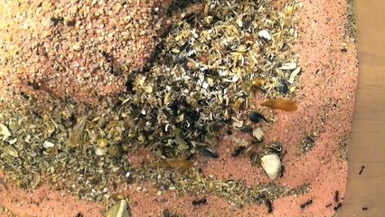 Blog Messor barbarus #7 - Observation, Infos et Nourriture