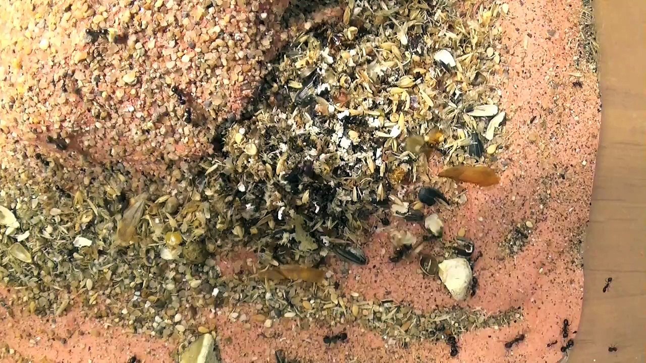 Blog Messor barbarus #7 - Observation, Infos et Nourriture