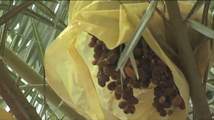 مخاوف من تراجع إنتاج النخيل بموريتانيا