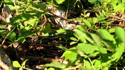 Western Green Lizard ~ Males & Females Herping Italy / Smaragdhagedissen Italië