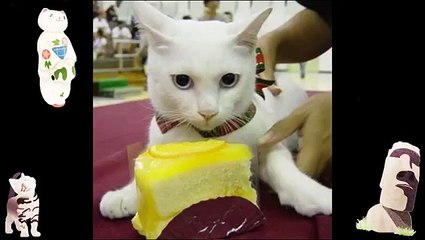 Watch A Funny Video Animal Compilation Best Funny Cartoons Funny Videos Of Cats Talking
