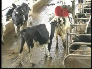 GR 2009 Fazenda leiteira mecanizada Rochester EUA