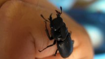 チビクワガタ  small Stag beetle【HD】