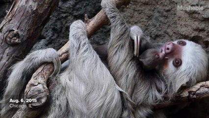 This tiny newborn sloth loves to lick its mom's face
