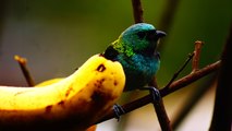 Ubatuba, SP, Brasil, Birds, birdwatcher, bird, natureza dos pássaros