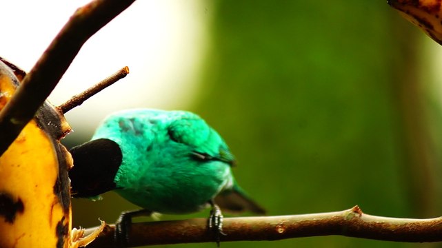 Ubatuba, SP, Brasil, Birds, birdwatcher, bird, natureza dos pássaros