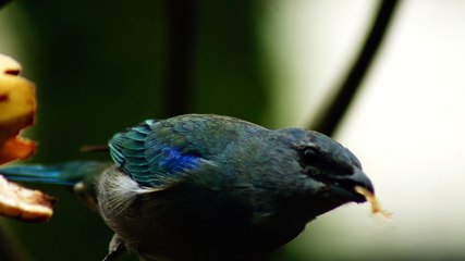 Ubatuba, SP, Brasil, Birds, birdwatcher, bird, natureza dos pássaros