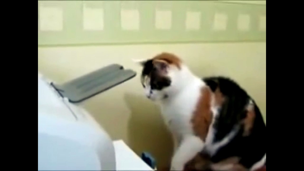 Un chat et un photocopieur