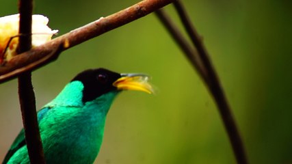 Ubatuba, SP, Brasil, Birds, birdwatcher, bird, natureza dos pássaros