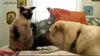 Cats Boxing Funny Compilation 2014 [NEW]