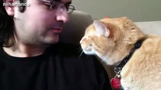 Cats Love Their Human Owners Compilation 2014 [NEW]