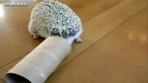 Cute And Funny Hedgehog Videos Compilation 2014 [NEW]
