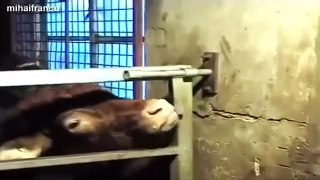 Amazing Smart Cows Compilation 2014 [NEW]