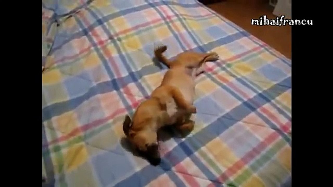 Animals Like Hair Dryers Funny Compilation