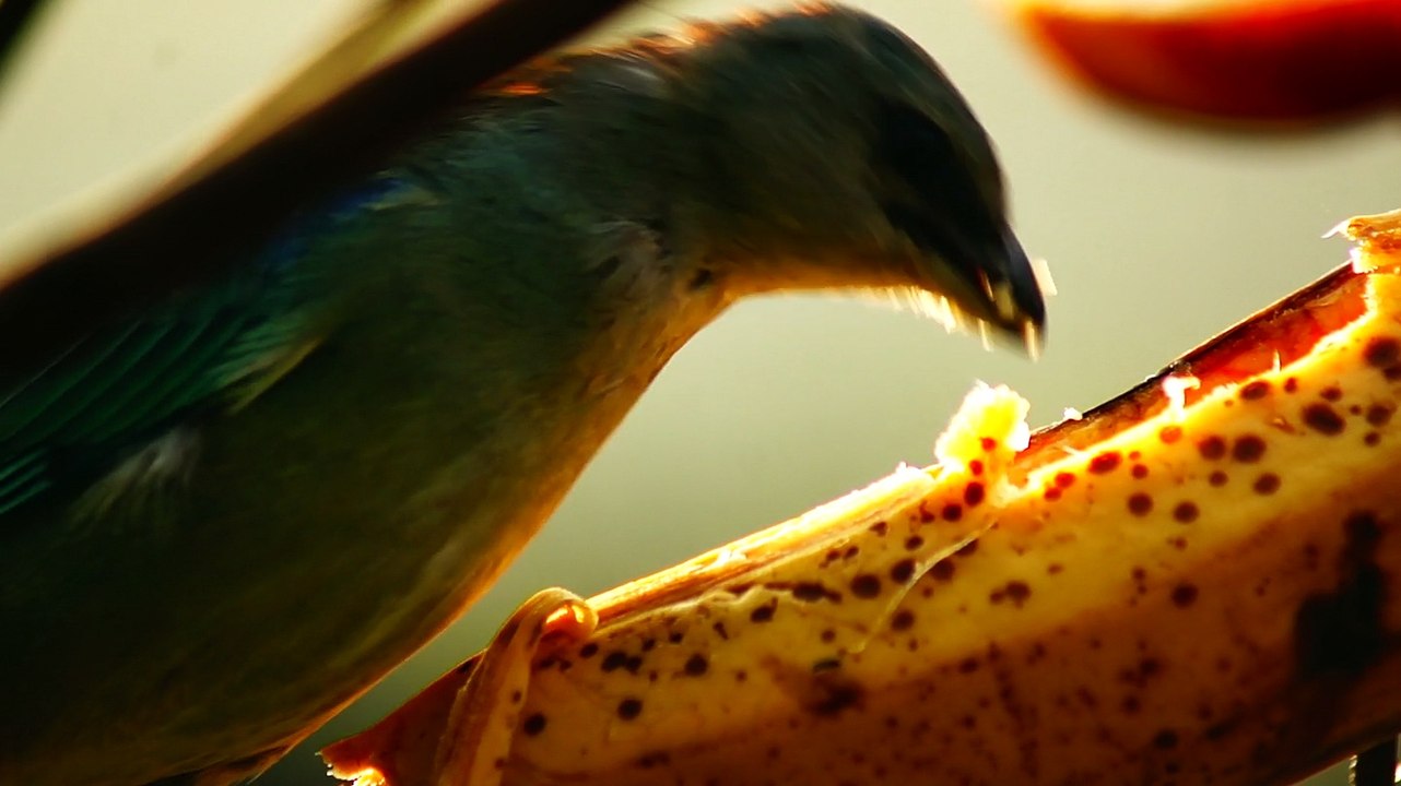 Ubatuba, SP, Brasil, Birds, birdwatcher, bird, natureza dos pássaros