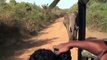 Safari ELEPHANT attack ATTACK Yala jeep animal