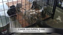 Blue Nose Pitbull Puppies For Sale, California