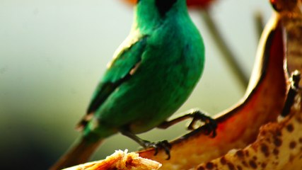 Ubatuba, SP, Brasil, Birds, birdwatcher, bird, natureza dos pássaros
