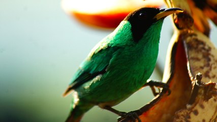 Ubatuba, SP, Brasil, Birds, birdwatcher, bird, natureza dos pássaros