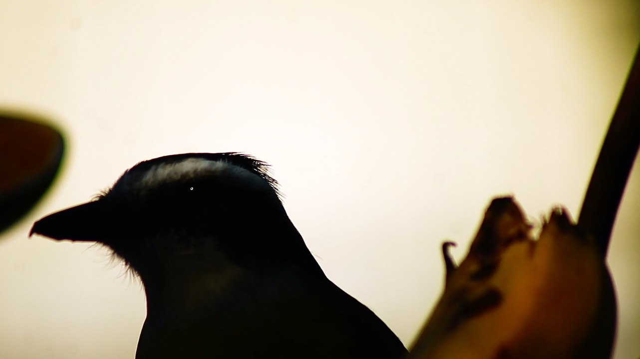 Ubatuba, SP, Brasil, Birds, birdwatcher, bird, natureza dos pássaros