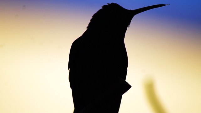 Ubatuba, SP, Brasil, Birds, birdwatcher, bird, natureza dos pássaros