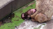 Baby Monkey 20days old. ニホンザルの赤ちゃん2014（生後20日目）⑪（釧路動物園）