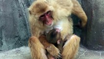 Baby Monkey 20days old. ニホンザルの赤ちゃん2014（生後20日目）⑩（釧路動物園）