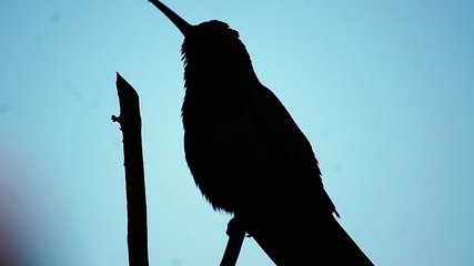 Скачать видео: Ubatuba, SP, Brasil, Birds, birdwatcher, bird, natureza dos pássaros