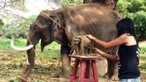 'Oom Chakawan' Thai Elephant Sculpture (English/short version)