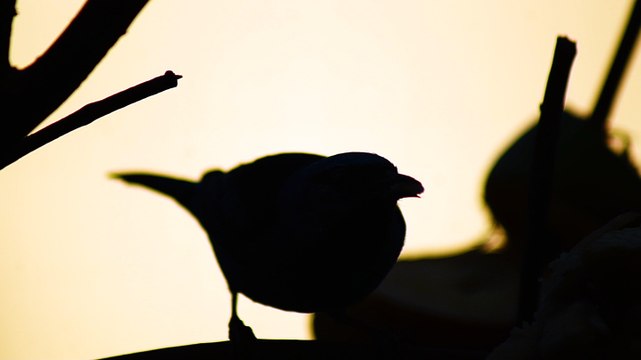 Ubatuba, SP, Brasil, Birds, birdwatcher, bird, natureza dos pássaros