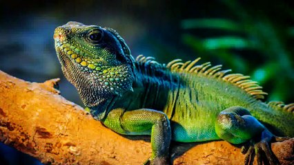 After Effects Project Files - Photographer - VideoHive 8015896