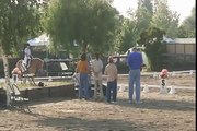 Dressage Musical Freestyle, 1st level, Nemo the Haflinger