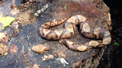 Copperhead bites itself!