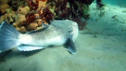 Stargazer Fish Buries Itself in Sand