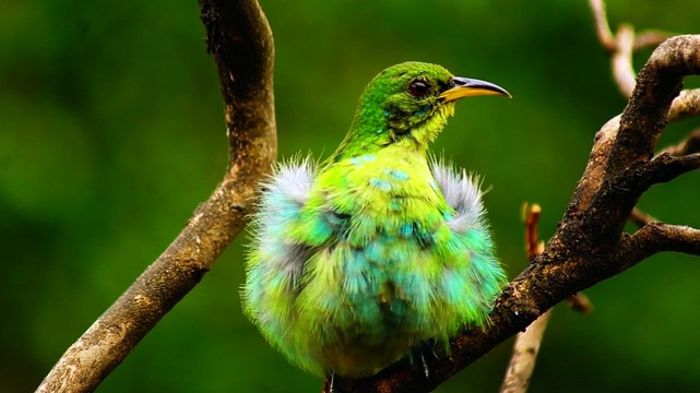Ubatuba, SP, Brasil, Birds, birdwatcher, bird, natureza dos pássaros