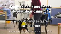 Brevet Professionnel Educateur Canin 2012 Chiens Guides