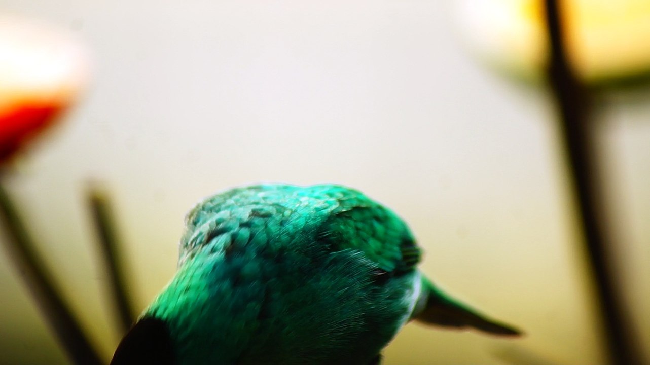 Ubatuba, SP, Brasil, Birds, birdwatcher, bird, natureza dos pássaros