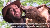CRAZY Alligator Snapping Turtle Bite