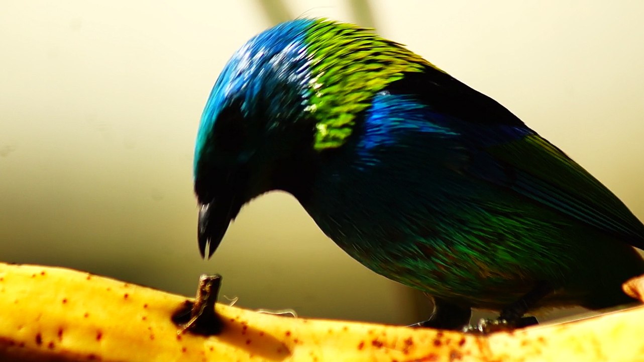 Ubatuba, SP, Brasil, Birds, birdwatcher, bird, natureza dos pássaros