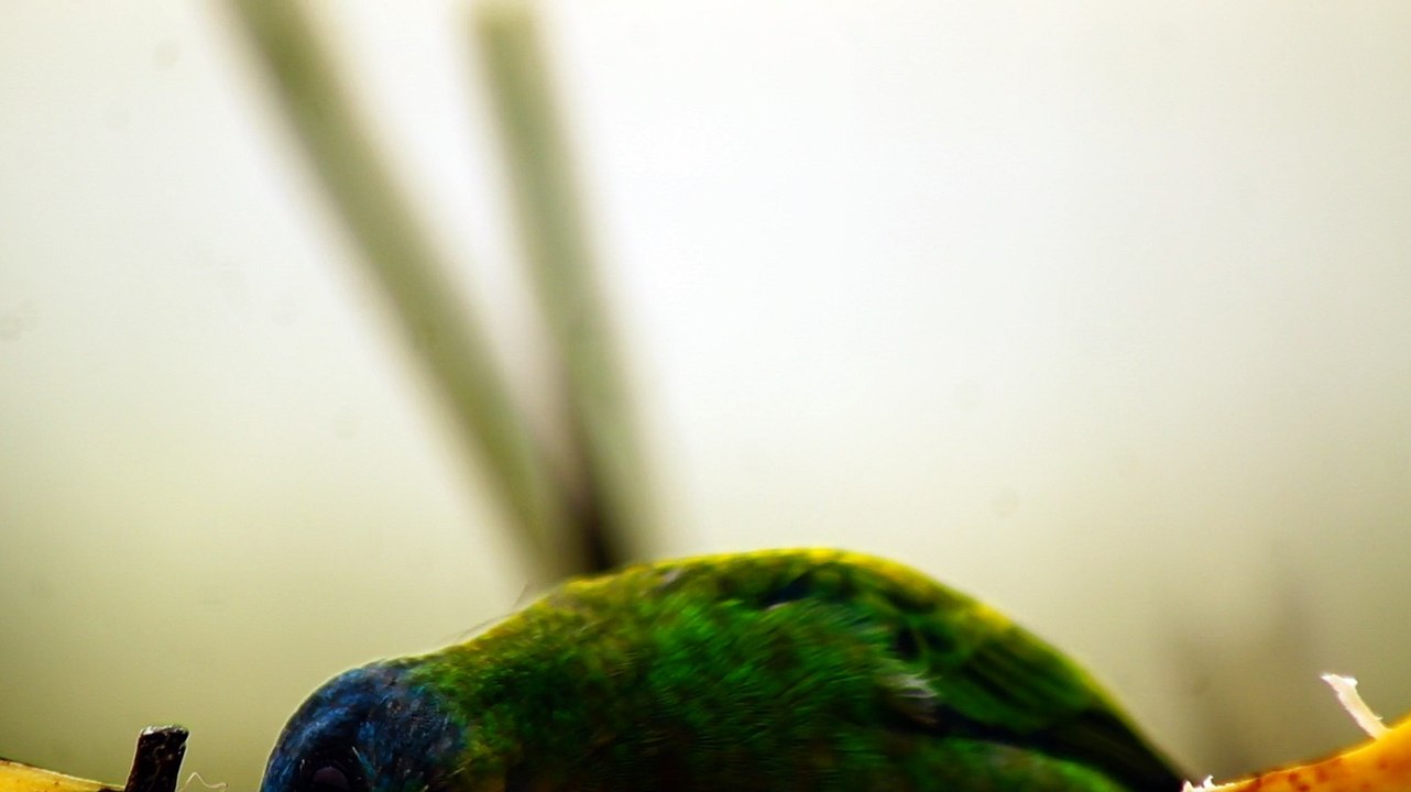 Ubatuba, SP, Brasil, Birds, birdwatcher, bird, natureza dos pássaros