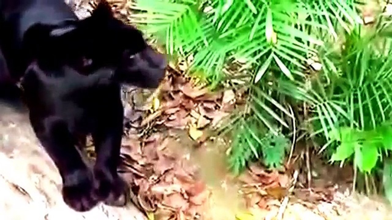 ANIMAL FIGHT - Cheetah vs Leopard vs Lion vs Tiger Battle For Survive 2015 HD Lions Fighting Todeath