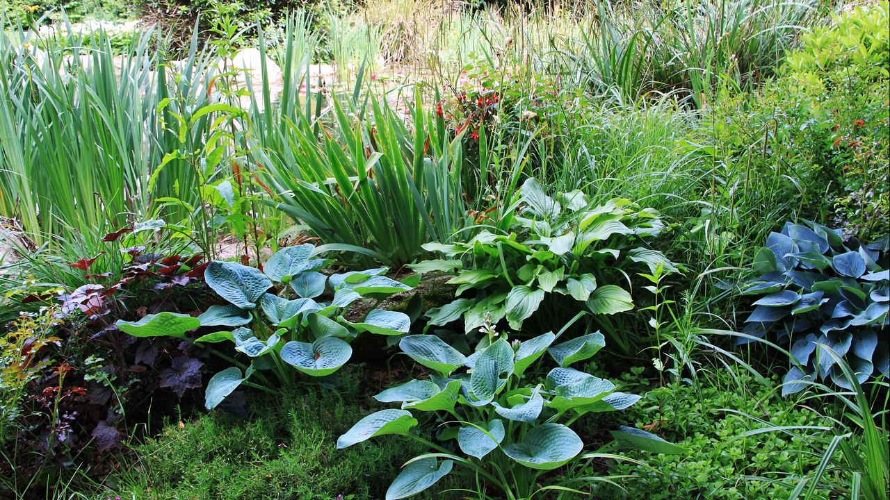 Mon bassin 5 ème saison après sa mise en eau