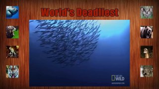World s Deadliest - Giant Jaws of Death