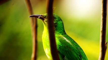 Ubatuba, SP, Brasil, Birds, birdwatcher, bird, natureza dos pássaros