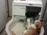 Кот играет со своим новым автоматическим лотком  CatGenie