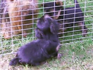 Sortie de LEE-ROY à l' extérieur....7 août 2015