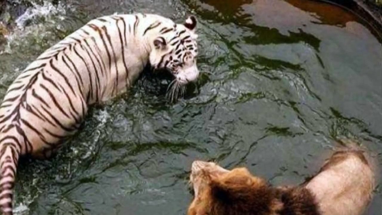 Tiger Attack Lion