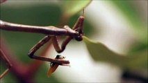 Australian Stick Praying Mantis Catches Two Bugs
